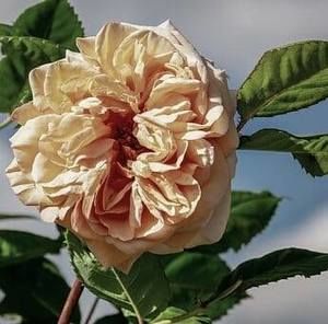 Meet your Posher, Daisy